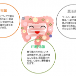 乳酸菌を味方つけて毎日ハッピーに
