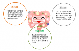 乳酸菌を味方つけて毎日ハッピーに